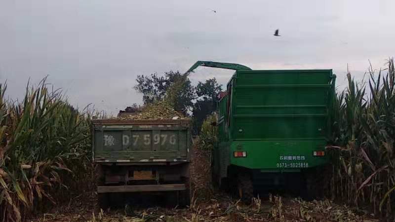 平頂山穗莖兼收工作現(xiàn)場